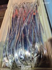 완도더킹호 9월21일 갈치외출 철수조황 입니다 사진