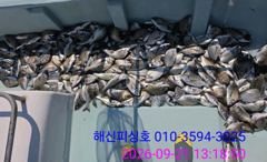 [고성] 해신피싱호 감성돔 3짜 외 300수 이상 조황입니다. 사진