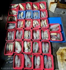 (문어)22일 마릿수 포인트로~23일 야간부터 팁런 고고씽 고고써니호 사진