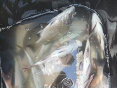 거제 어구수성호 감성돔 참돔 숭어 등 금일조황 사진