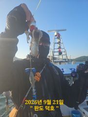 완도덕호 9.21 쭈꾸미 사진