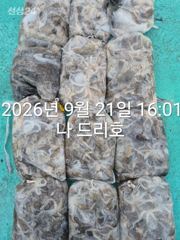21일, 군산쭈꾸미, 연일 대박조황에 이어 ~굿굿조황~~군산낚시프라자 나드리호 사진