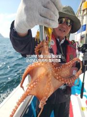 21일 주간문어~안정권~돋보이는 덩치급 문어들~대박 조황~ 군산낚시프라자 챔피언호 사진