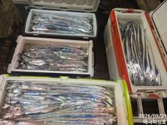 21일 쿨러도장 찍고 갈치 만쿨 입항조황 사진