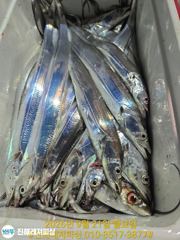 내만칼치 ㅡ 씨알.마릿수 최고 완전 초대박입니다 .(예약가능) 사진