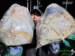 고흥녹동 문어 덩어리 조황입니다. 사진