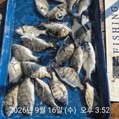 20분전 [격포] 9월21일 부안 한아름호 쭈꾸미(갑이 이벤트) 사진