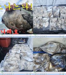 신나래호) 가을 쭈꾸미 오늘도 하루종일 잘나오내요 사진