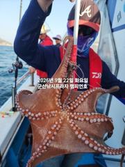 22일,군산 문어,문어,문어~싸이즈 좋은 문어 오늘도 잘나오고 있어요~실시간~군산낚시프라자 챔피언호 사진