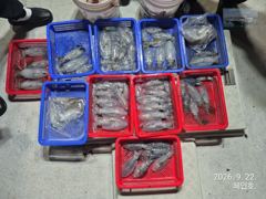 [마산] 무늬팁런 키로오바 무늬 조황 오늘19시 출항확정예약받습니다 사진