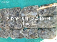22일, 군산쭈꾸미,날마다 잘 나오고 있어요~망탱이 굿조황~~군산낚시프라자 나드리호 사진