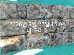 22일, 군산쭈꾸미,날마다 잘 나오고 있어요~망탱이 굿조황~~군산낚시프라자 나드리호 사진