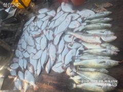 [군산] 군산바다하리호 26.9.22 민어 농어 광어 조황입니다 사진