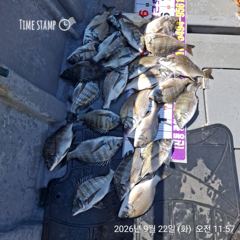 [마산] 진동 영근호 오늘 감성돔 마리수 조황입니다 사진