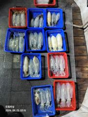 무늬팁런...굵어진 사이즈들.... 사진