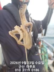 9월 23일 쭈꾸미 마루호 실시간 조항~☆ 사진