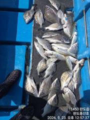 감성돔 입니다 사진