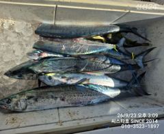 [경주] 씨스타호 경주 삼치 잘 나와요 사진