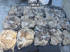 23일, 군산쭈꾸미,갑이와 함께 나오고 있어요~빵빵한 망탱이 굿조황~~군산낚시프라자 그랜드호 사진