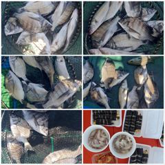 41분전 [고흥,녹동] [고흥피쉬헌터호] 붉바리/농어!! 꾸준하게 올라와!!!! 사진