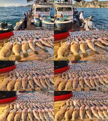 [고흥,녹동] 붉바리들 이정도는 잡아봐야지요 대박 붉바리조황입니다 9월23일 사진