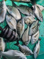 [거제] (거제 FM 피싱호 ㅡ감성돔흘림)~추석연휴 출조안내입니다 사진