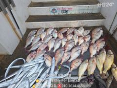23일 침돔 조황(다잡아 출조 였음) 25일 참돔 모집요[군산 참바다호 사진
