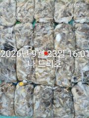 23일, 군산쭈꾸미,갑오징어도 함게~오늘도 굿조황~~군산낚시프라자 나드리호 사진