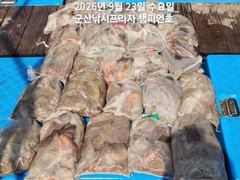 23일,군산 문어~덩치급 문어~망탱이 터집니다~연일 빵빵한 망탱이조황~ ~~군산낚시프라자 챔피언호 사진