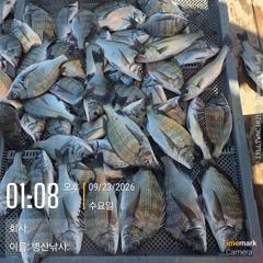 병산 감성돔39외 마리수 선상배 및 선외기 흘림조황~~ 사진