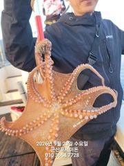 9월23일-문어 굿굿 조황 사진