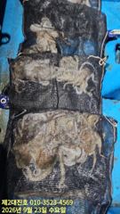포항 돌문어 선상조황! 사진