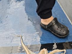[포항] 돌문어 9.23 대박조황 사진
