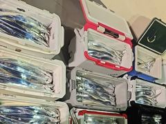 20분전 [마산] 원더풀호. 무늬팁런(9/23) 사진