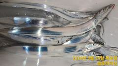 [여수,광양] 글로리호 내만갈치 조황입니다! 사진