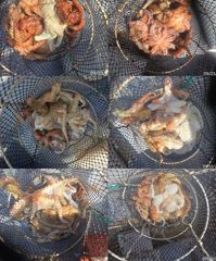 돌문어주,야간바글바글23수20수외마릿수손맛짱!!! 사진