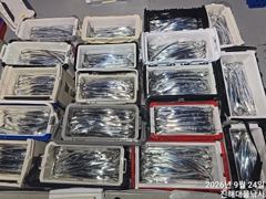 와~24일새벽.내만칼치 씨알급들 버글버글 끝없는피딩 대박~일,월,화욜예약가능 사진