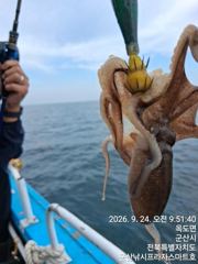 24일, 군산주꾸미 ~싸이즈 굿~오늘도 시작~실시간~군산낚시프라자 스마트호 사진