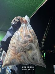 [먹물조황]삼천포주꾸미,문어조황!주간반,야간반매일출조! 사진