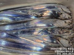 준내만갈치~대치들까지 쿨러 가득 채우고~27일부터 예약가능합니다 사진
