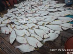 [군산] [9/24 범고래호] 배 전체 쉼 없이 터진 광어 손맛, 오늘 … 사진
