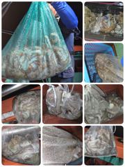 9/24. 실시간 돌문어 2부조황 쿵쾅 사진