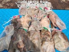 24일,군산 문어~덩치급 문어~연일 굿굿 조황~망탱이조황~~군산낚시프라자 챔피언호 사진