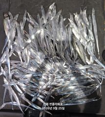 25일,입항<내만갈치>씨알,마릿수 끝장내러go~토,일~예약중 사진