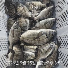 09.25 [경주] 주간은 대삼치 사냥~~야간 무늬오징어 예약중입니다 사진