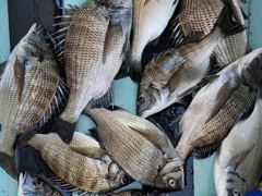 [마산] 진동 피싱스타 // 가을감성돔 계속 퍽~퍽 하네요 ~!!!! 사진