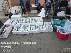 25일 대삼치 만쿨 죽도시장인줄 ㅎㅎ 무늬 매일 세자리수 돌파 사진