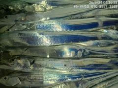 거제 뉴 진성호 야간 외줄 칼치 출조 안내입니다 사진