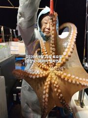 26일, 군산 문어,문어,문어, 오늘도 시작~덩치급 문어들~실시간~군산낚시프라자 챔피언호 사진