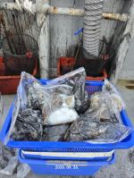 9월 26일 다운샷호 쭈갑출조 멀리 다녀왔습니다~~갑배인가? 사진